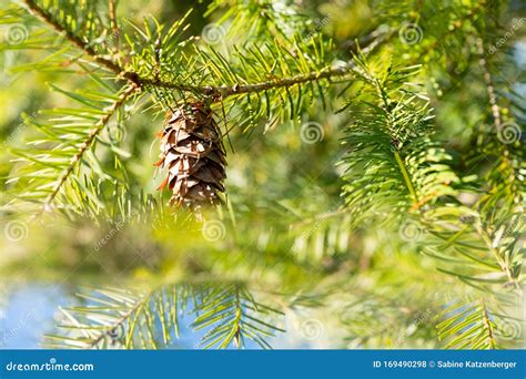 Douglas fir cone stock photo. Image of closeup, conifer - 169490298