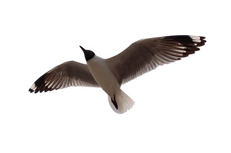 Seagull flying. nature 21008067 PNG