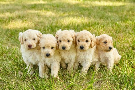 Mini Goldendoodle Puppies For Sale | Hopeful Dreams Family Puppies