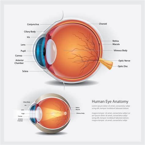 Human Eyeball Anatomy Incision Stock Vector Illustration Of Layout | Images and Photos finder