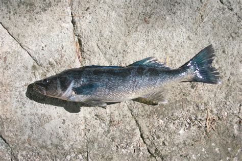 BWCA Blue phase Walleye Boundary Waters Fishing Forum