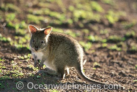 Tasmanian Pademelon