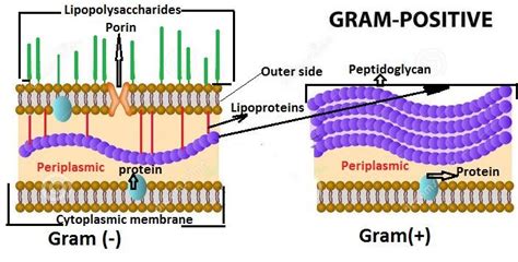 Cell Membrane Of Gram Positive Bacteria Structure Functions And Diagram ...