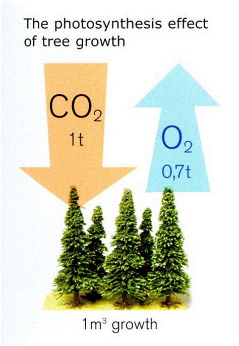 Photosynthesis In Trees - Houston Tree Surgeons