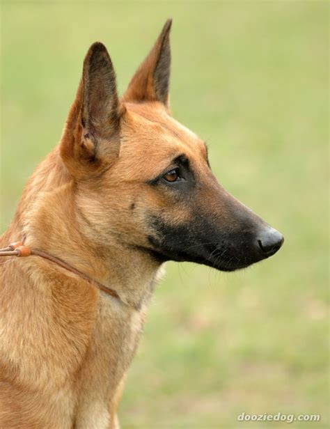 Belgian Shepherd Malinois Breed Guide - Learn about the Belgian ...