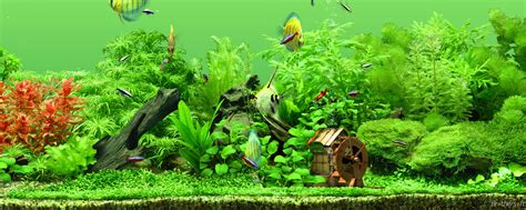 Aquarium 4k wallpaper - linksbezy