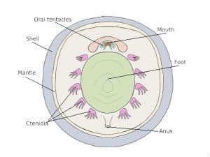 Class Monoplacophora (Deep-sea Limpets) [2022]