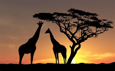 nature, Landscape, Animals, Trees, Sunset, Silhouette, Africa, Giraffes, Clouds Wallpapers HD ...