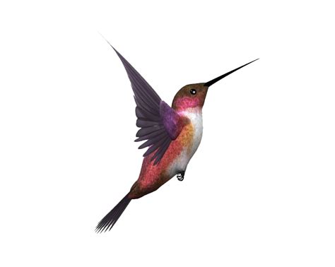 Flying Bird PNG Transparent Images