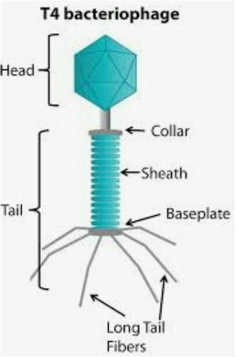 what is function of tail fibres in bacteriophage - Brainly.in