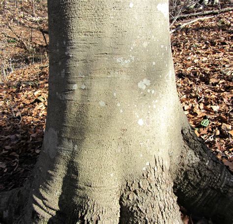 Using Georgia Native Plants: Great Georgia Trees: American beech