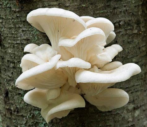 White Oyster Mushroom Log