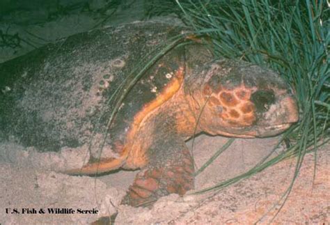 Loggerhead Sea Turtle Nesting on the Space Coast Barrier Island. Credit: USFWS | Loggerhead sea ...