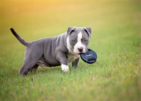 Amstaff puppy | Animali, Cani