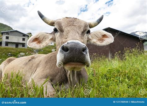 Cow face close-up stock photo. Image of funny, agriculture - 121700944