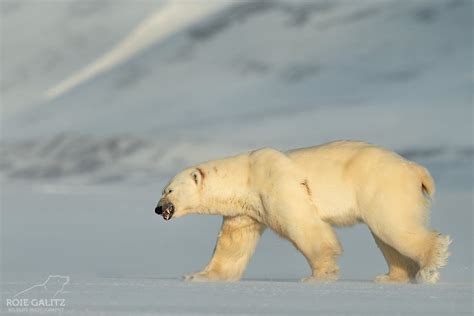 Polar Bear Mating in Svalbard