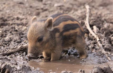 Baby Boar : r/Eyebleach