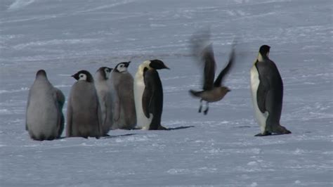 420 Antarctic Skua Stock Videos, Footage, & 4K Video Clips - Getty Images