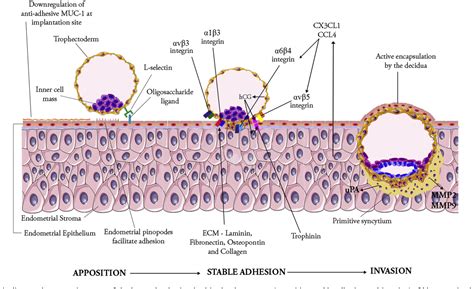 Figure 1 from Human placentation from nidation to 5 weeks of gestation ...