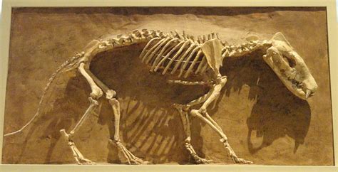 800px-Hyaenodon_horridus,_Niobrara_County,_Wyoming,_USA,_Late_Oligocene ...