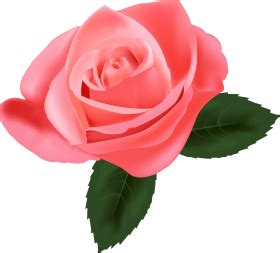 Pink Rose Png, Hot Pink Roses, Light Pink Rose, Pink Rose Flower, Flower Art, Art Flowers, Pink ...