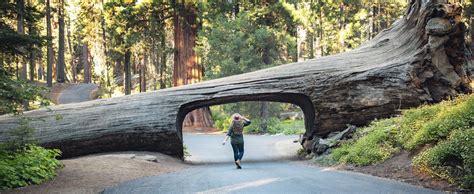 Tunnel Log Drive Through Tree in Sequoia National Park — Flying Dawn Marie | Travel blog, guides ...