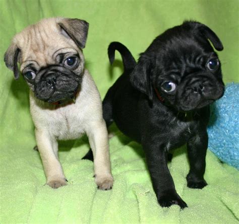 Pug Puppies For Sale | Austin, TX #305562 | Petzlover