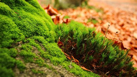 Amazing green moss - HD nature wallpaper Wallpaper Download 3840x2160