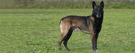 Belgian Malinois - Dog Breed Health, History, Appearance, Temperament, and Maintenance