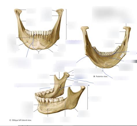 Mandibula Diagram | Quizlet