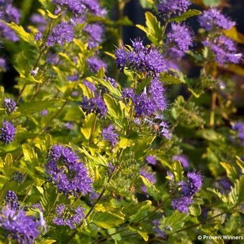 22 Small Flowering Shrubs for Big Color | Garden Design