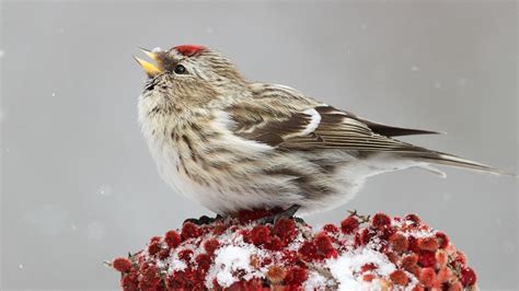 Common Redpoll | Audubon Field Guide