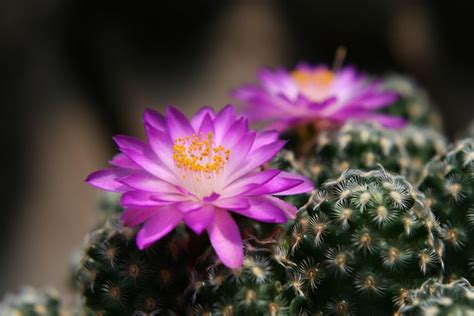 Purple Cactus Flower | Flickr - Photo Sharing!