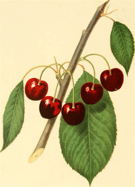 Cherry Fruit Cherries 1848 Free Stock Photo - Public Domain Pictures