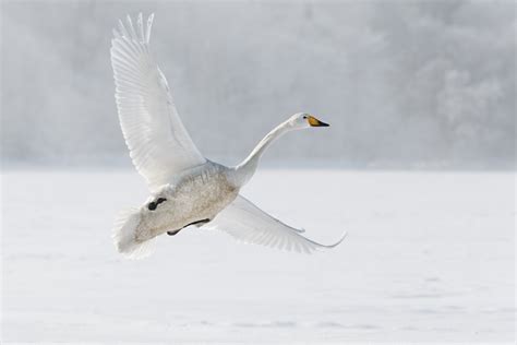 Whooper Swan Flying With Its Wings Spread - Bird Photography