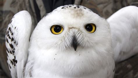 Snowy owls are moving back into Wisconsin for the winter