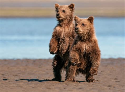 Download Baby Animal Cub Animal Bear HD Wallpaper