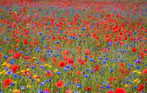 Maps reveal the ‘people’s choice’ wildflowers: one for each UK county ...