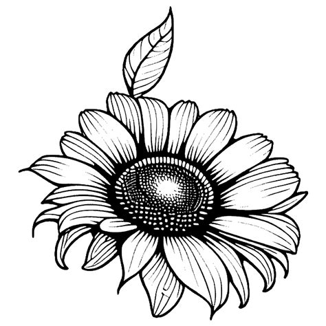 Sunflower Coloring Page · Creative Fabrica