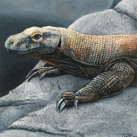 Komodo Dragon Painting at PaintingValley.com | Explore collection of ...