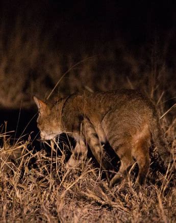 African Wild Cat | Sabi Sabi