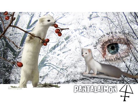 Pantalaimon - His Dark Materials Wallpaper (649795) - Fanpop