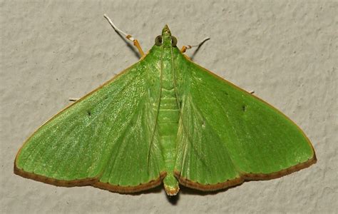 Crambid Moth (Parotis marginata, Crambidae) | Pu'er, Yunnan,… | itchydogimages | Flickr