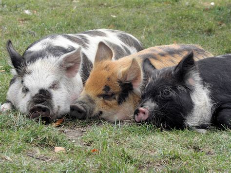 Sleeping Piglets | Kune Kune piglets at Baylham Rare Breeds … | Flickr