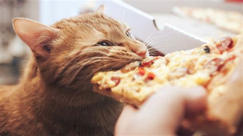 Can Cats Eat Pizza? (Find Out What The Vet Says!) – Pet Advisers