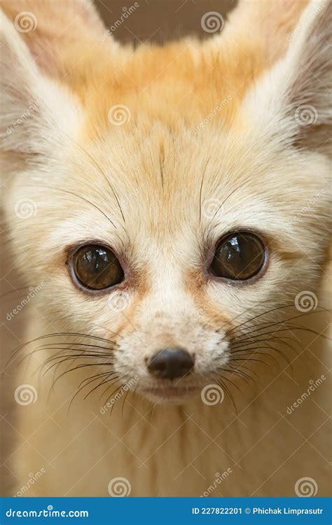 Close Up of Fennec Fox Head with Big Cute Eyes Stock Image - Image of cute, zoological: 227822201