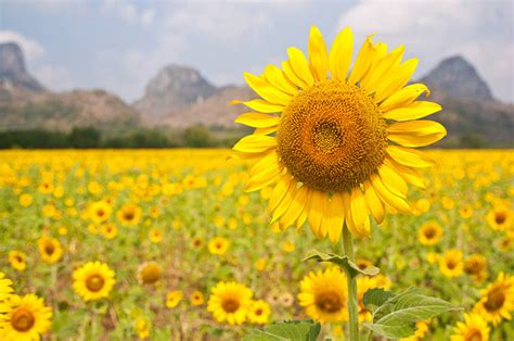 Lopburi - Sunflower fields - Monkey buffet festival