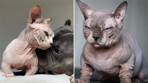 Disturbing world of hairless ‘XL Bully CATS’ bred to look like muscular beasts as experts slam ...