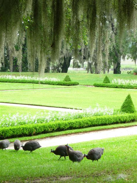 Middleton Place Gardens (oldest landscaped gardens in SC) | Middleton place, Garden sculpture ...