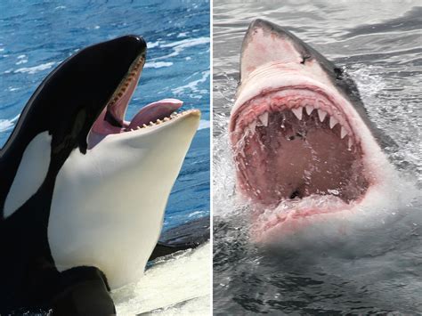 Orcas and Great White Sharks Are About to Come Face to Face off Cape Cod - Newsweek